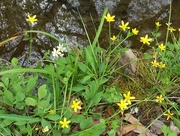 29th Mar 2017 - Wildflowers along a spring-fed creek, Dorchester County, South Carolina