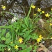 Wildflowers along a spring-fed creek, Dorchester County, South Carolina by congaree