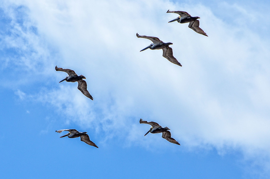 Pelican formation by danette