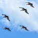 Pelican formation by danette
