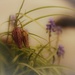 Dreamy snakeshead fritillaria amidst grape-hyacinth.... by ziggy77