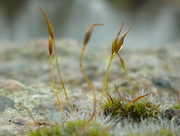 18th Feb 2017 - A study of moss