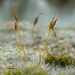 A study of moss by countrylassie