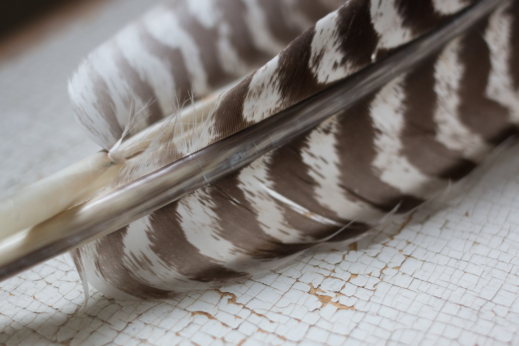Feathers by tracymeurs