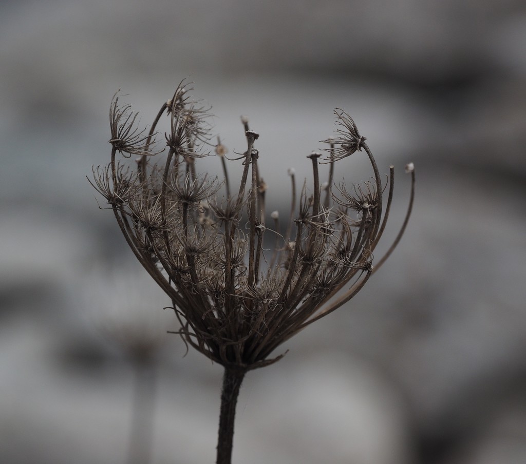 Dried Plant by selkie