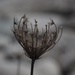 Dried Plant by selkie