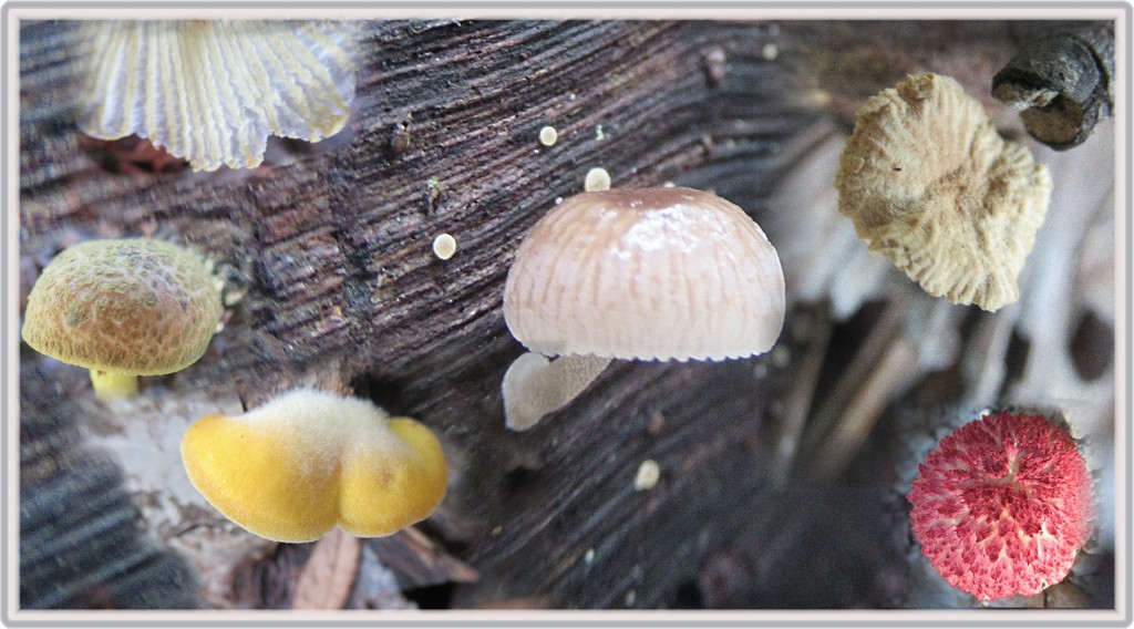 Smooth, fuzzy, rough, glossy, powdery, patchy - fungi have it all. by robz
