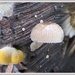 Smooth, fuzzy, rough, glossy, powdery, patchy - fungi have it all. by robz