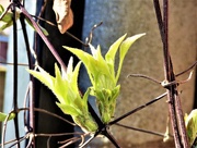 30th Mar 2017 - Clematis -- leaf bud 