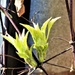 Clematis -- leaf bud  by beryl