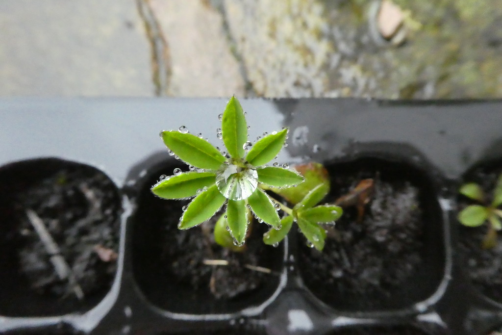 looks like some of my lupin seeds have germinated by anniesue