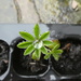 looks like some of my lupin seeds have germinated by anniesue