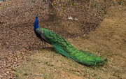 25th Mar 2017 - Peacock