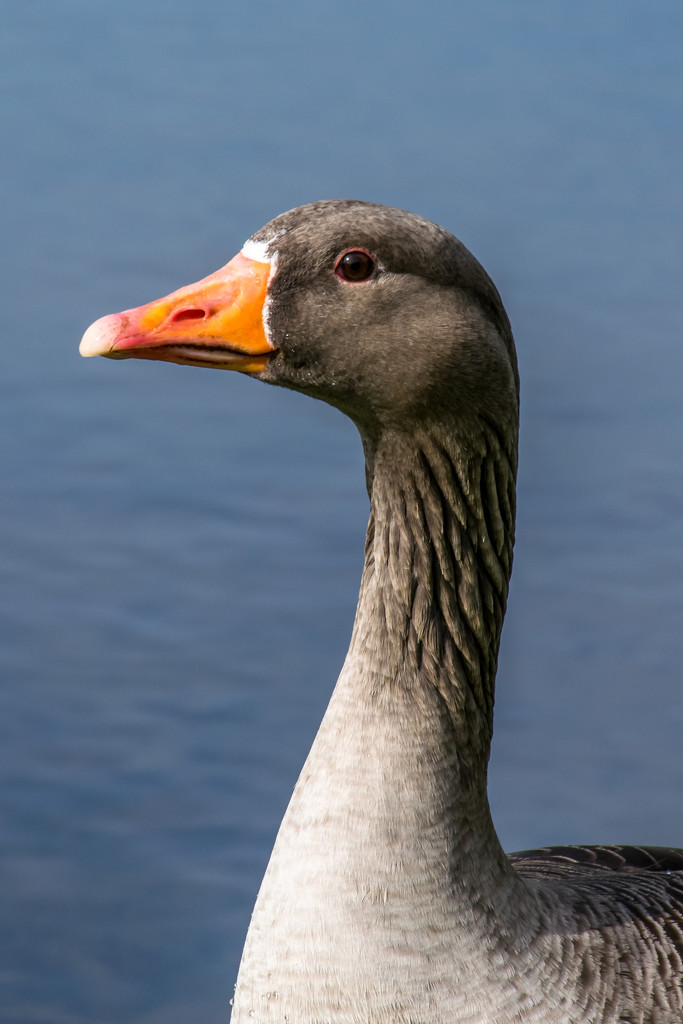 Goose in Portrait  by rjb71
