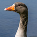 Goose in Portrait  by rjb71