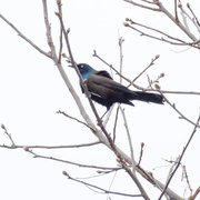 29th Mar 2017 - Common Grackle 