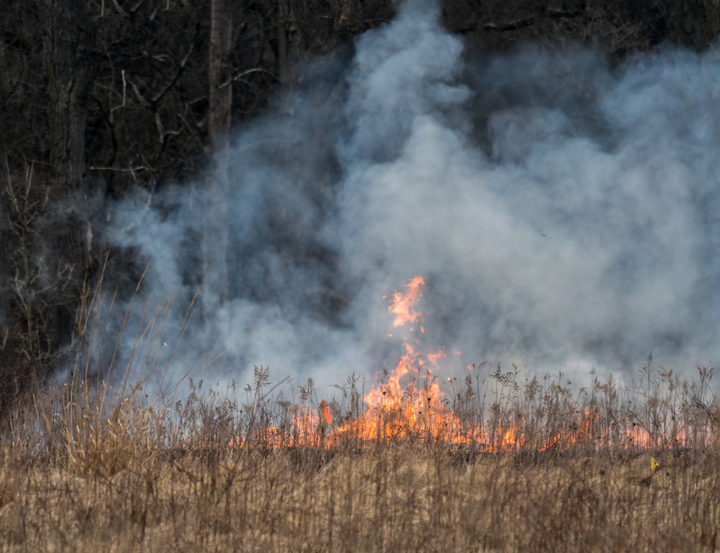 Prescribed burns leaping flames by rminer