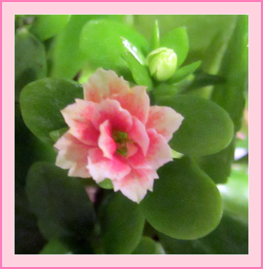 A pink Kalencho flower. by grace55