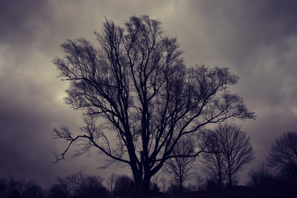 tree and another dark gloomy  day by lynnz