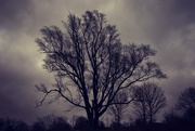 29th Mar 2017 - tree and another dark gloomy  day