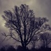 tree and another dark gloomy  day by lynnz