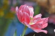 29th Mar 2017 - Delicate tulip