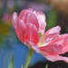 Delicate tulip by caitnessa
