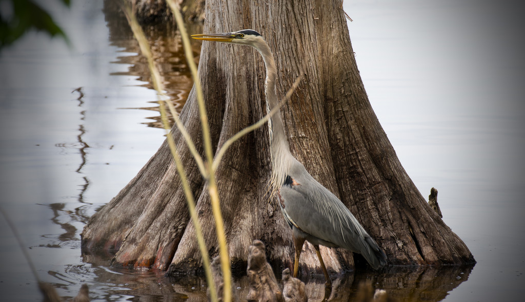 Blue Heron Against the Cypress Tree! by rickster549