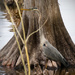 Blue Heron Against the Cypress Tree! by rickster549