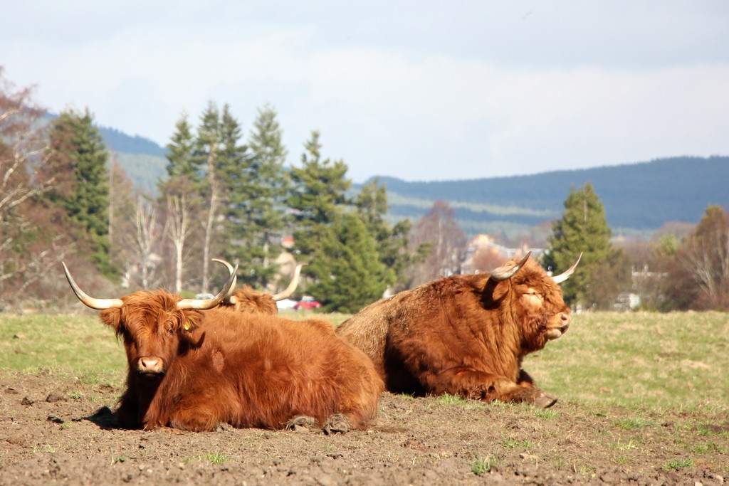 Highland Cows by jamibann
