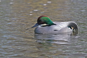28th Mar 2017 - FALCATED TEAL