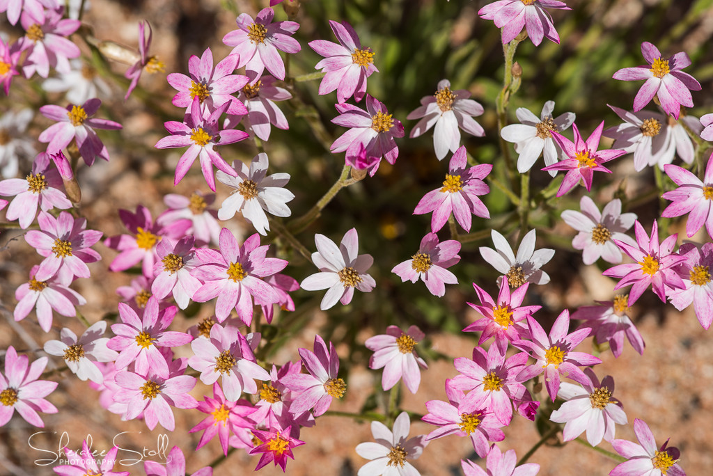 Pink wildflowers in The Red Centre by bella_ss