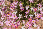 21st Jan 2017 - Pink wildflowers in The Red Centre