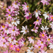 Pink wildflowers in The Red Centre by bella_ss