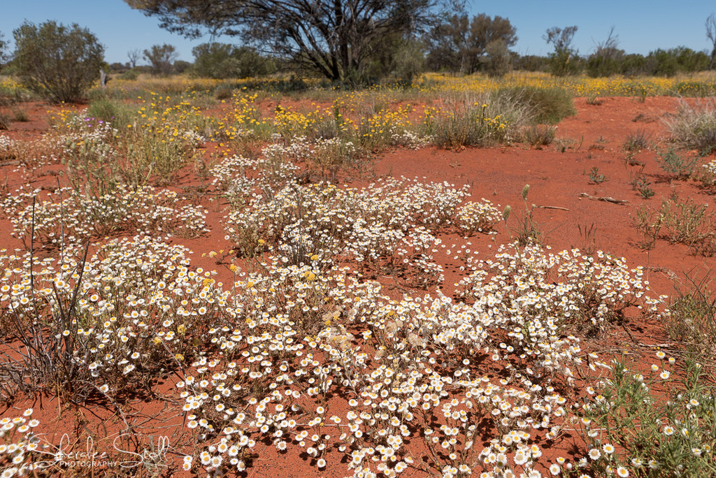 A patch of daisies in The Red Centre by bella_ss