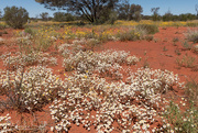 22nd Jan 2017 - A patch of daisies in The Red Centre