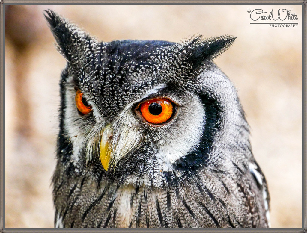 White-Faced Scops Owl by carolmw