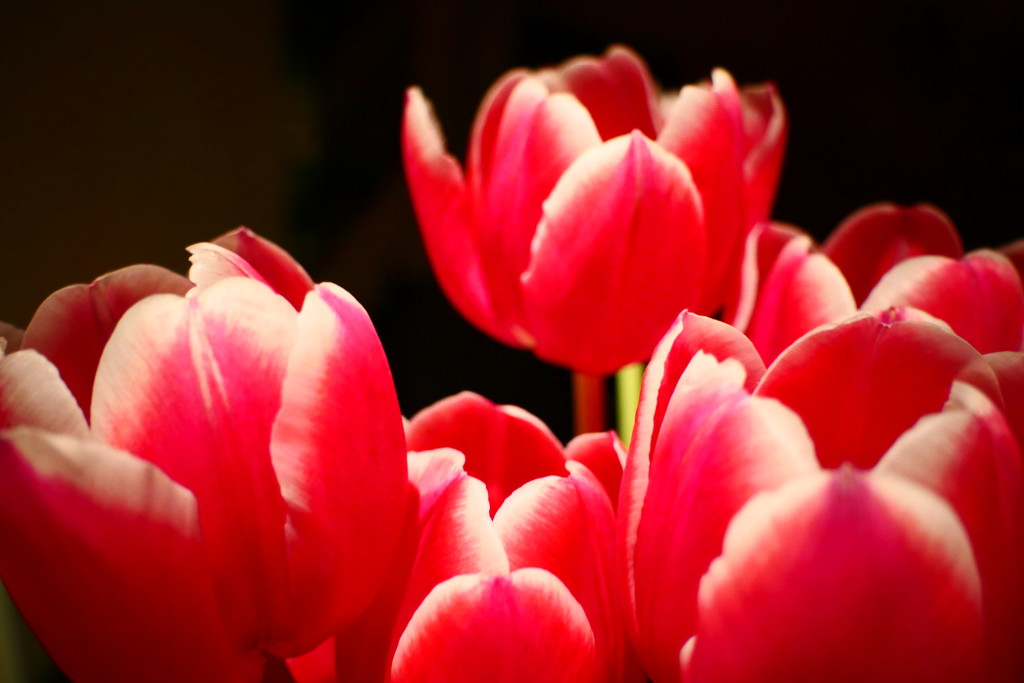 Tulips  by carole_sandford
