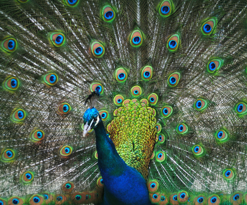 Proud as a Peacock by alophoto