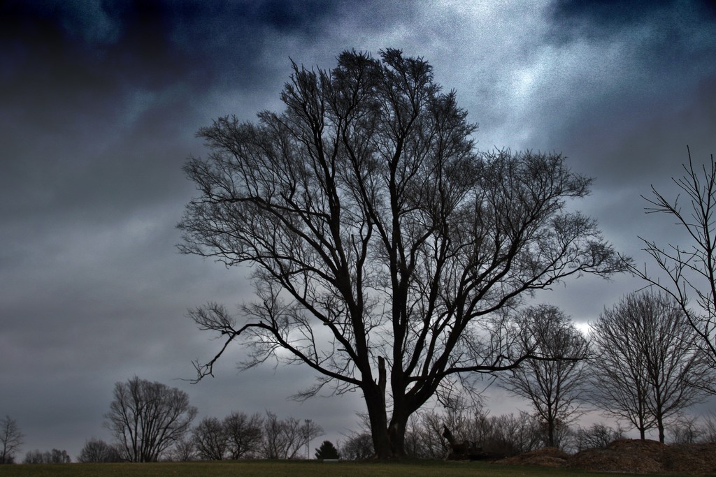 stormy day tree by lynnz