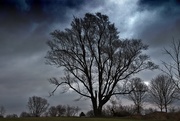 27th Mar 2017 - stormy day tree