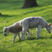 Lambs by philhendry