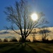 sunny day tree by lynnz
