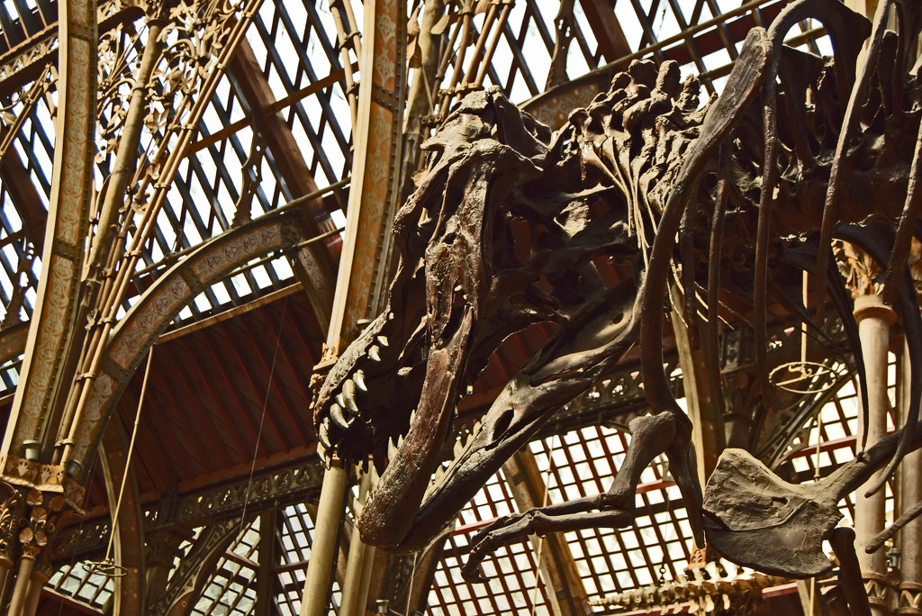 dinosaur in the museum by ianmetcalfe