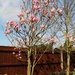 Magnolia Tree by phil_sandford