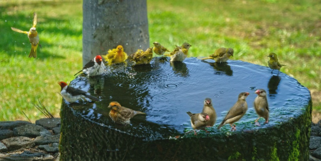 Full Circle At the Bird Bath  by jgpittenger