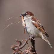 30th Mar 2017 - Papa Sparrow builds a nest