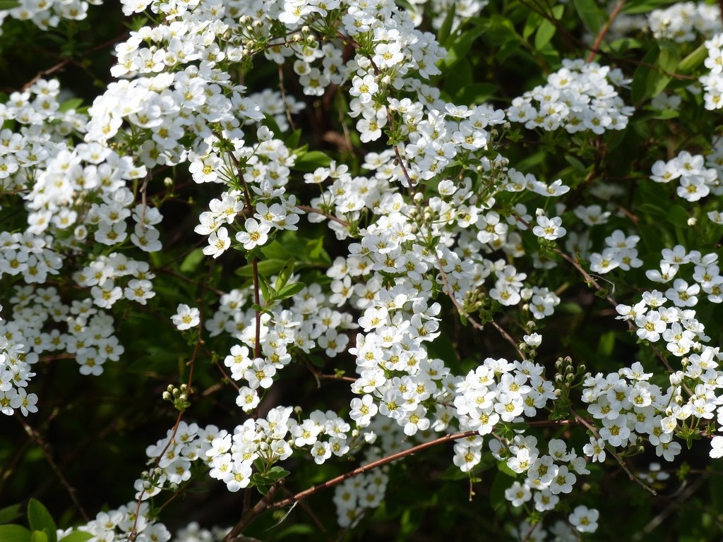 Spirea by foxes37