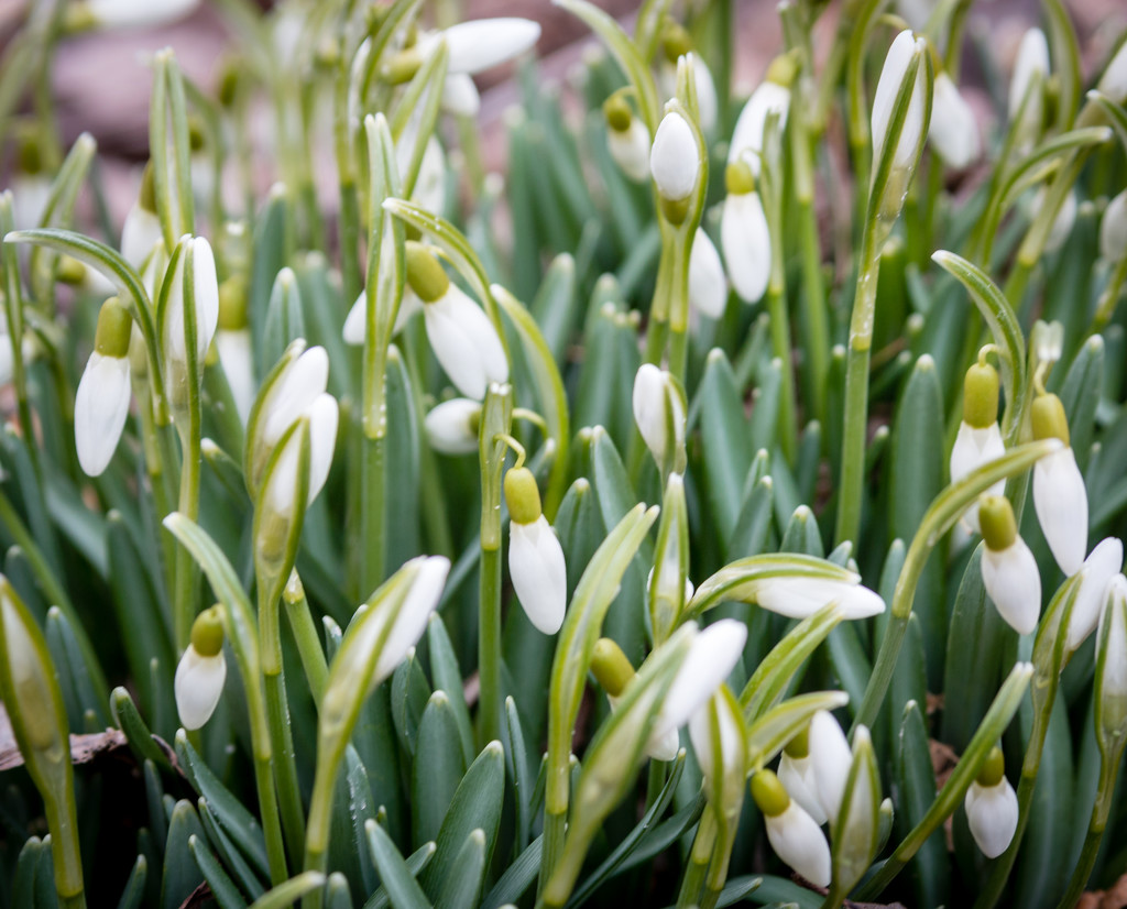 snowdrops instead of snow thanks by tracymeurs