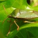 DSCN0726 green insect on green leaf by marijbar